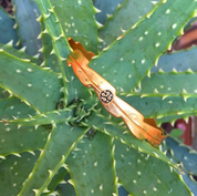 Bracelet Pitaya - Sophie Simone Designs