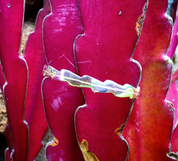 Bracelet Pitaya - Sophie Simone Designs