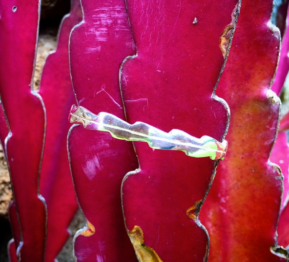 Bracelet Pitaya - Sophie Simone Designs