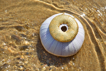 Load image into Gallery viewer, Necklace Sea Urchin Large - Sophie Simone Designs
